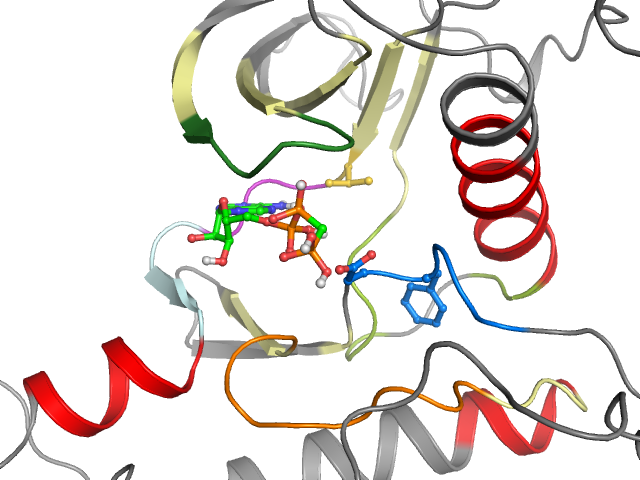 The orthosteric binding pocket