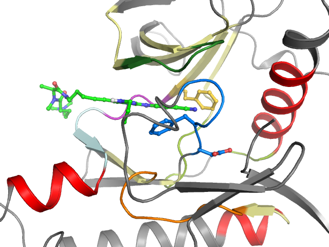The orthosteric binding pocket