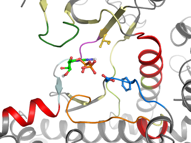 The orthosteric binding pocket