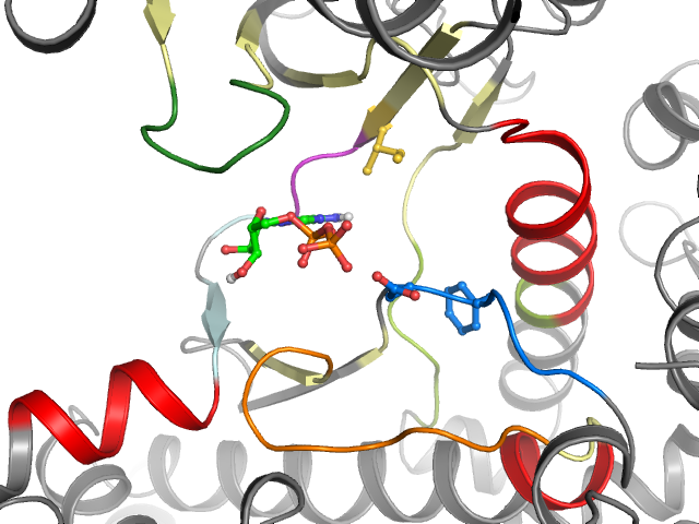 The orthosteric binding pocket