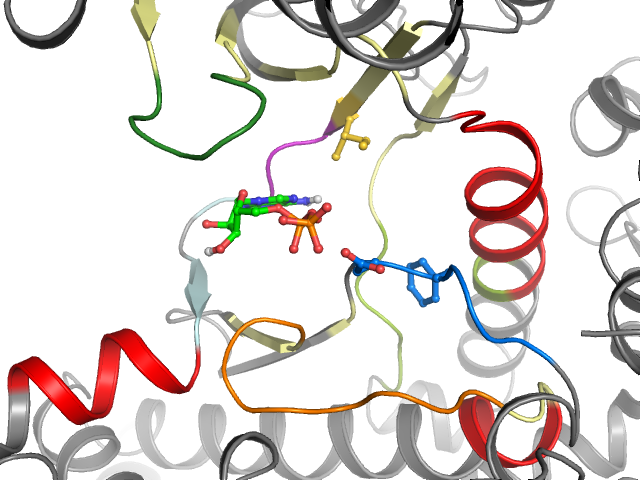 The orthosteric binding pocket