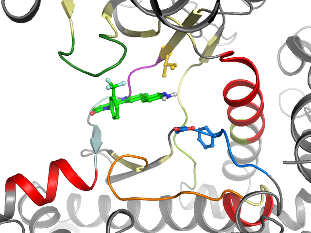 The orthosteric binding pocket