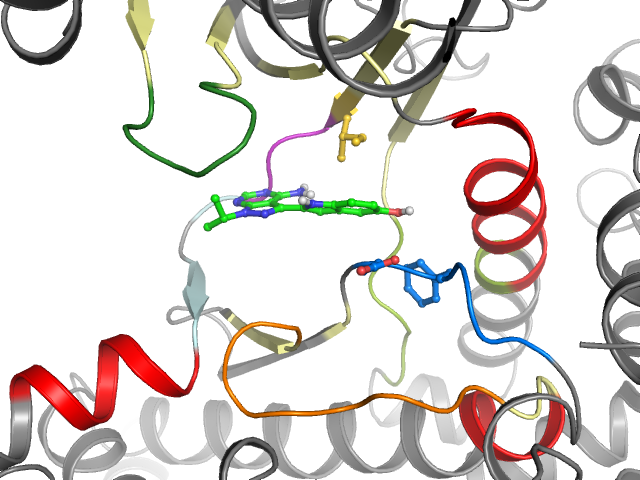 The orthosteric binding pocket
