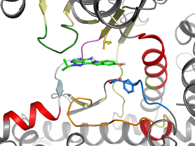 The orthosteric binding pocket