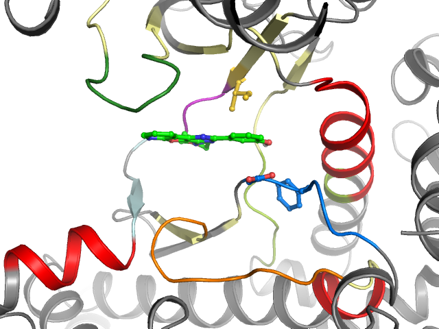 The orthosteric binding pocket