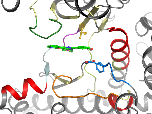 The orthosteric binding pocket