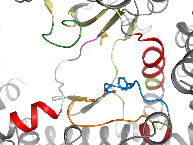The orthosteric binding pocket