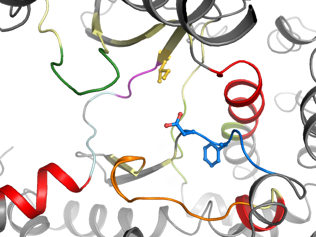 The orthosteric binding pocket