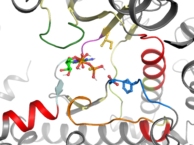 The orthosteric binding pocket