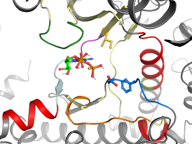 The orthosteric binding pocket