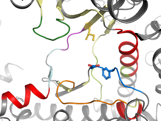 The orthosteric binding pocket