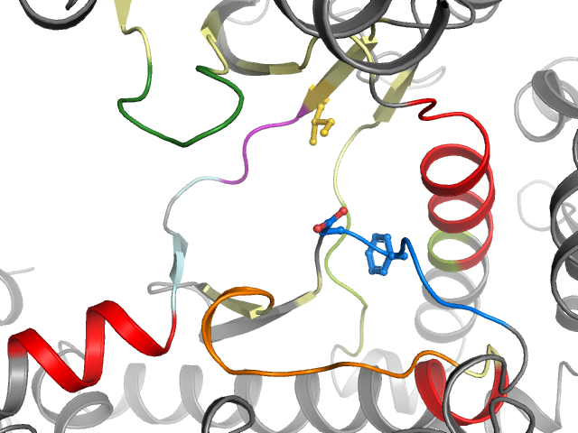 The orthosteric binding pocket