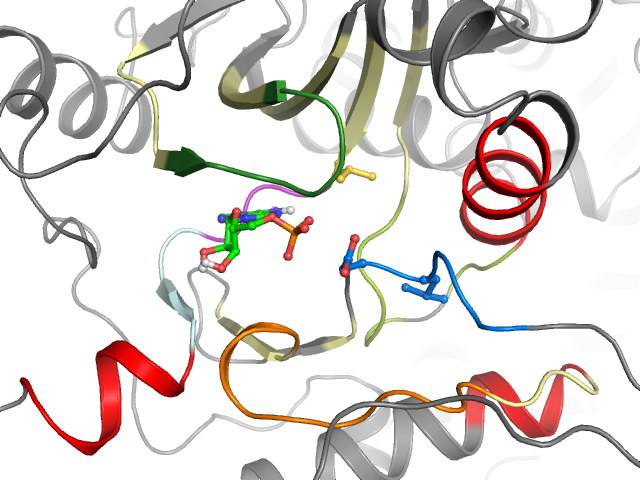 The orthosteric binding pocket