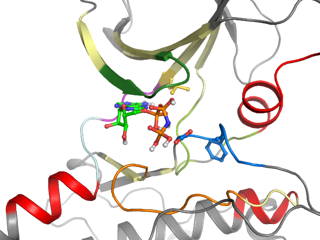 The orthosteric binding pocket