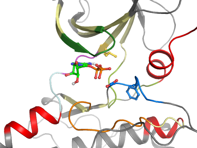The orthosteric binding pocket