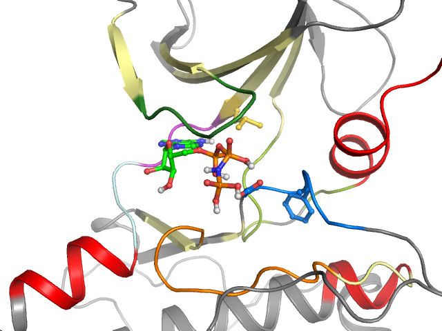 The orthosteric binding pocket