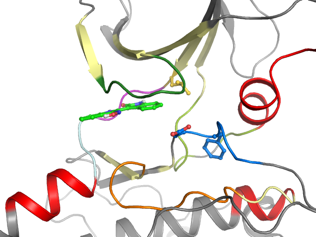 The orthosteric binding pocket