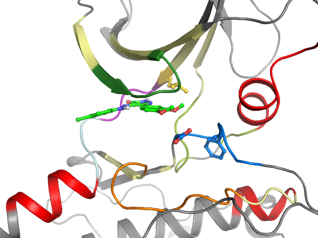The orthosteric binding pocket