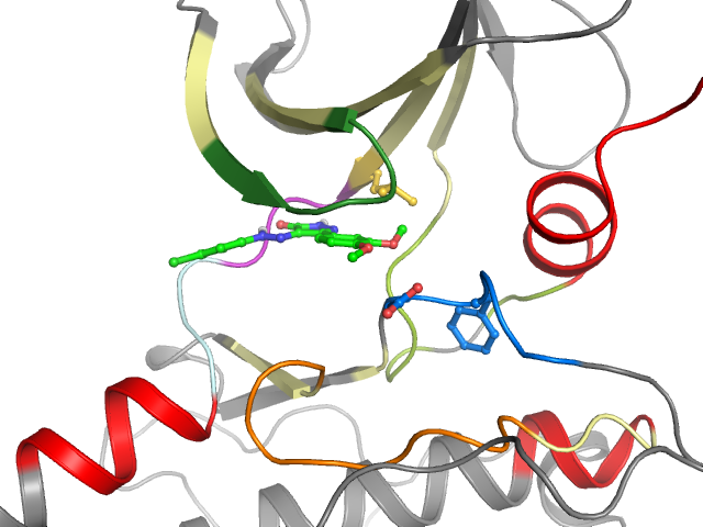 The orthosteric binding pocket