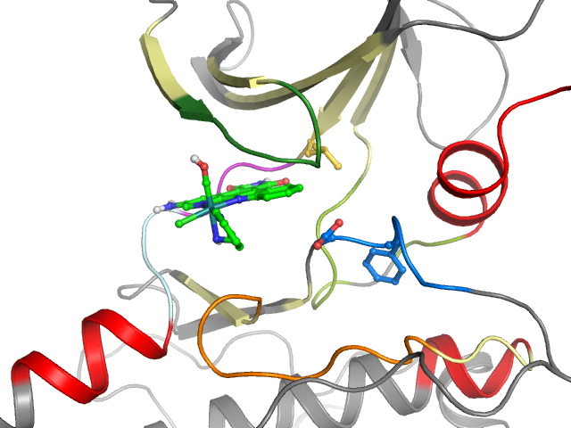 The orthosteric binding pocket