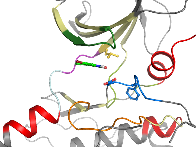 The orthosteric binding pocket
