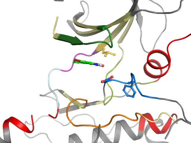 The orthosteric binding pocket
