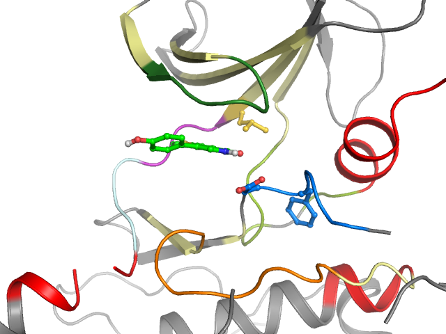 The orthosteric binding pocket