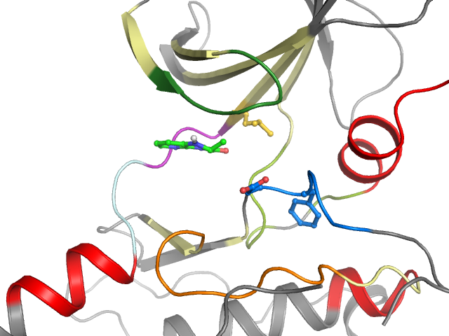 The orthosteric binding pocket