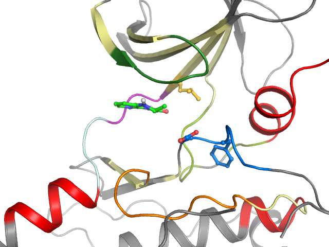 The orthosteric binding pocket