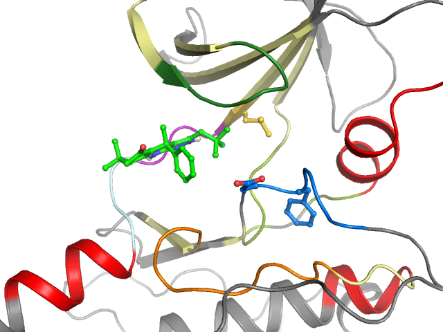 The orthosteric binding pocket
