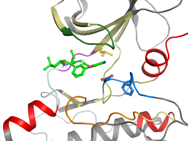 The orthosteric binding pocket