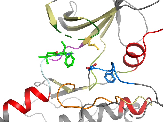 The orthosteric binding pocket