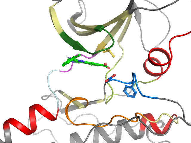 The orthosteric binding pocket