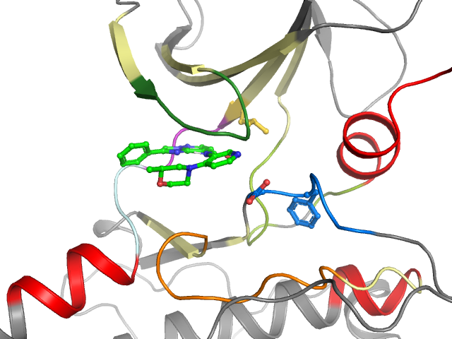 The orthosteric binding pocket