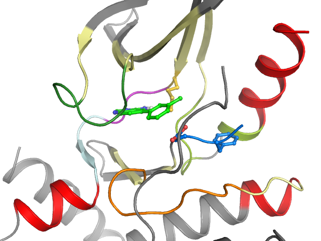 The orthosteric binding pocket