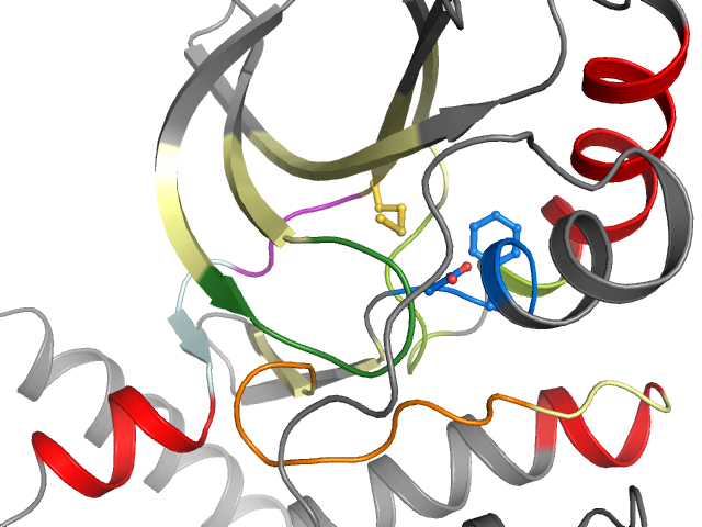 The orthosteric binding pocket