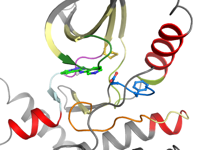 The orthosteric binding pocket