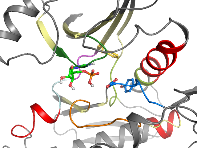 The orthosteric binding pocket