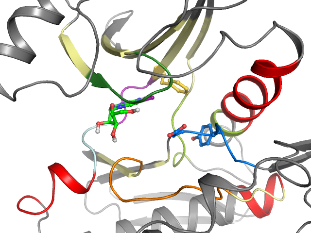 The orthosteric binding pocket
