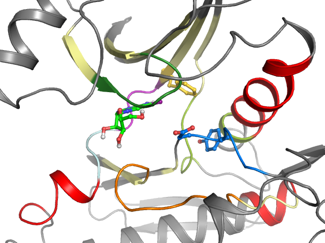 The orthosteric binding pocket