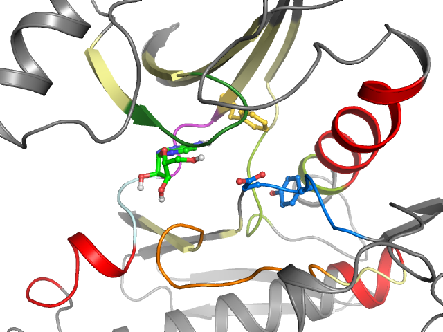 The orthosteric binding pocket