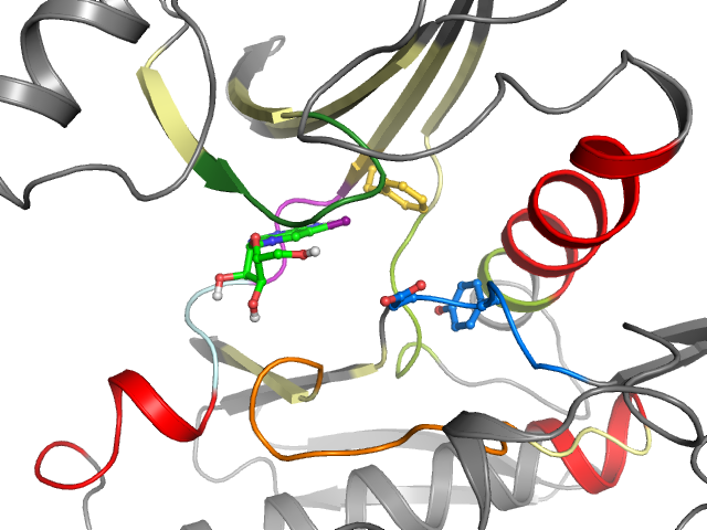 The orthosteric binding pocket