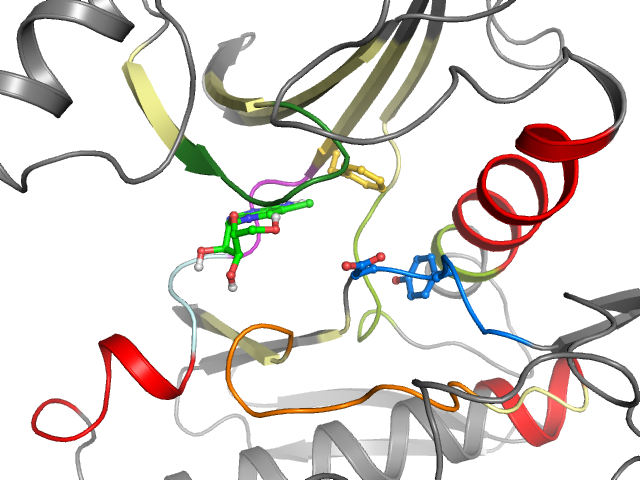 The orthosteric binding pocket