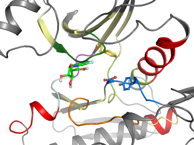 The orthosteric binding pocket