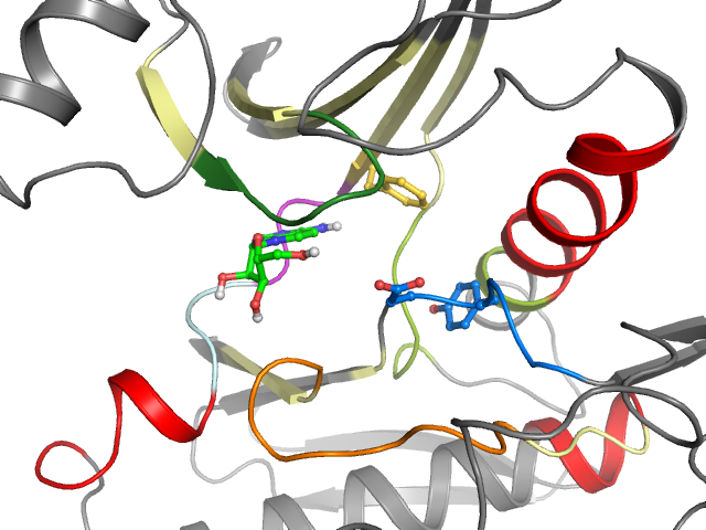 The orthosteric binding pocket
