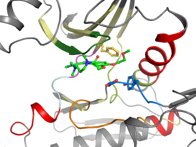 The orthosteric binding pocket
