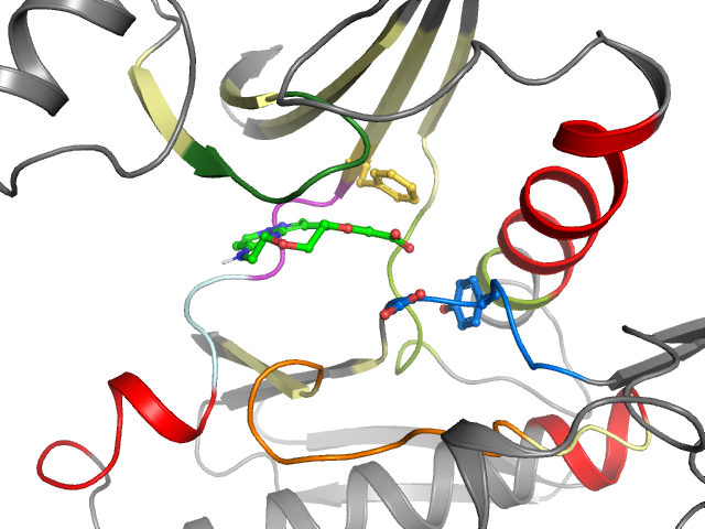 The orthosteric binding pocket