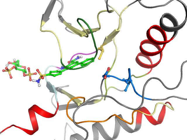 The orthosteric binding pocket
