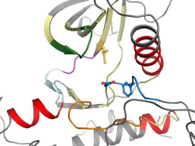 The orthosteric binding pocket