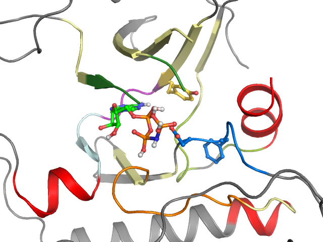 The orthosteric binding pocket